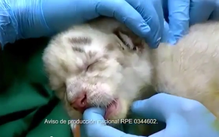 “Vení a despedirlos”, la nueva campaña para el Zoo de Buenos Aires