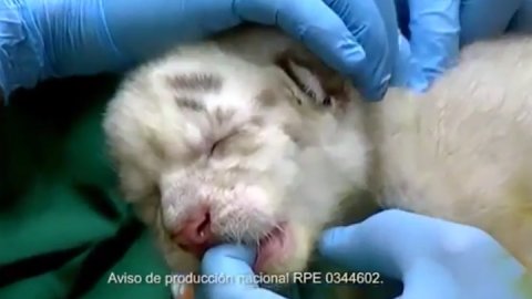“Vení a despedirlos”, la nueva campaña para el Zoo de Buenos Aires