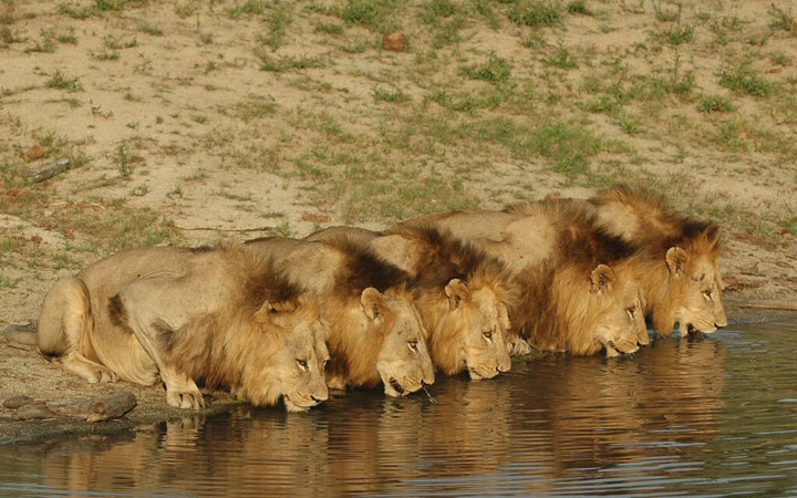 Animal Planet estrena “Leyenda de un rey”