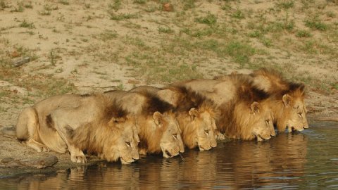 Animal Planet estrena “Leyenda de un rey”