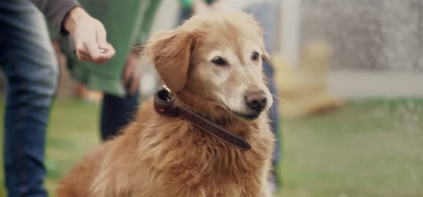 “Deliverys”, lo nuevo de Encender para Purina Dog Chow