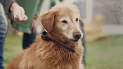 “Deliverys”, lo nuevo de Encender para Purina Dog Chow