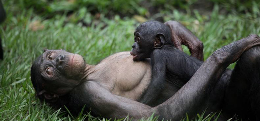 Animal Planet estrena "Vida entre simios"