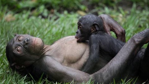 Animal Planet estrena "Vida entre simios"