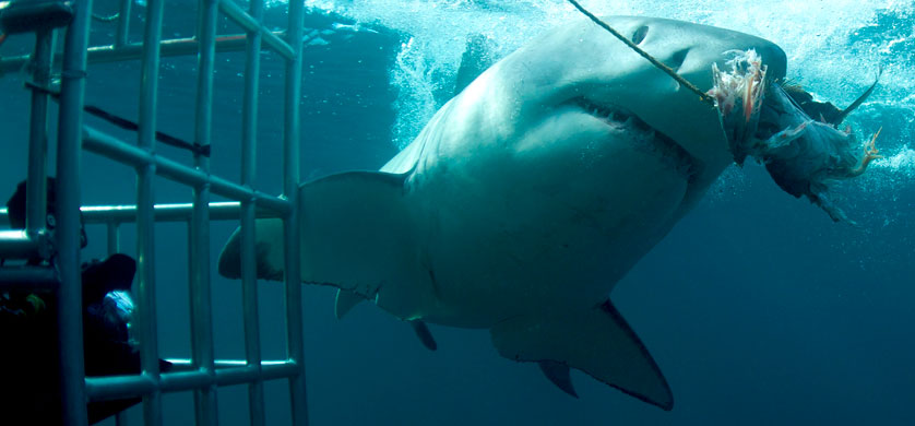 Discovery pone al aire el especial “Shark Week"