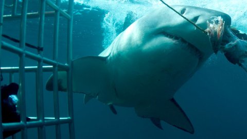 Discovery pone al aire el especial “Shark Week"