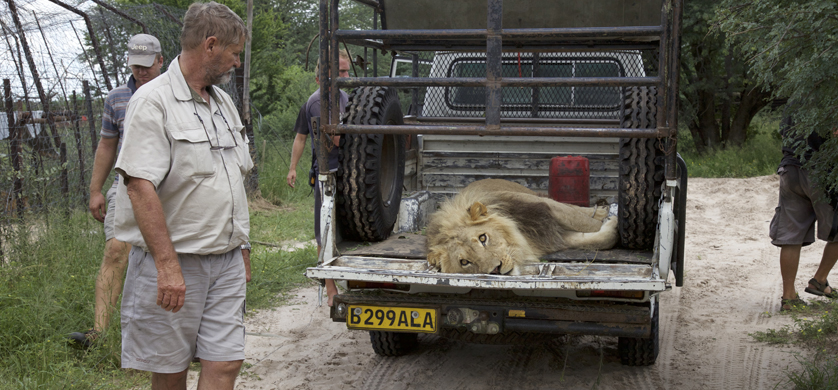 Animal Planet estrena “Corazón de León”