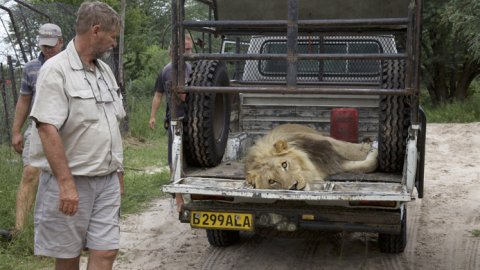 Animal Planet estrena “Corazón de León”