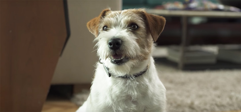 “Pet Friendly”, lo nuevo de Publicis para Renault
