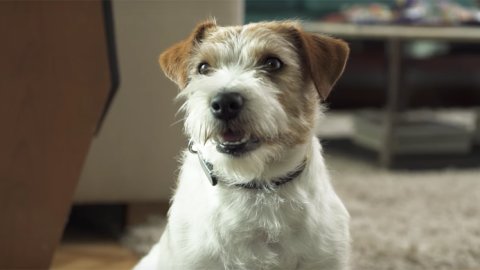 “Pet Friendly”, lo nuevo de Publicis para Renault