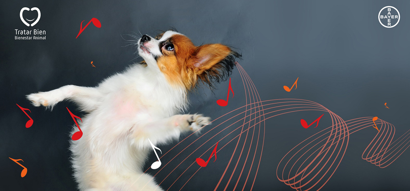 Campaña de Bayer Sanidad Animal contra la pirotecnia en las fiestas