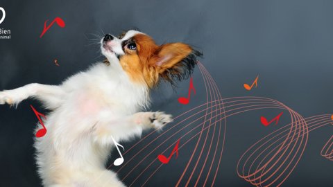 Campaña de Bayer Sanidad Animal contra la pirotecnia en las fiestas