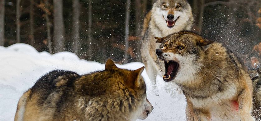 Nat Geo Wild estrena “El Club de la pelea animal”