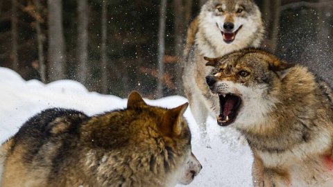 Nat Geo Wild estrena “El Club de la pelea animal”