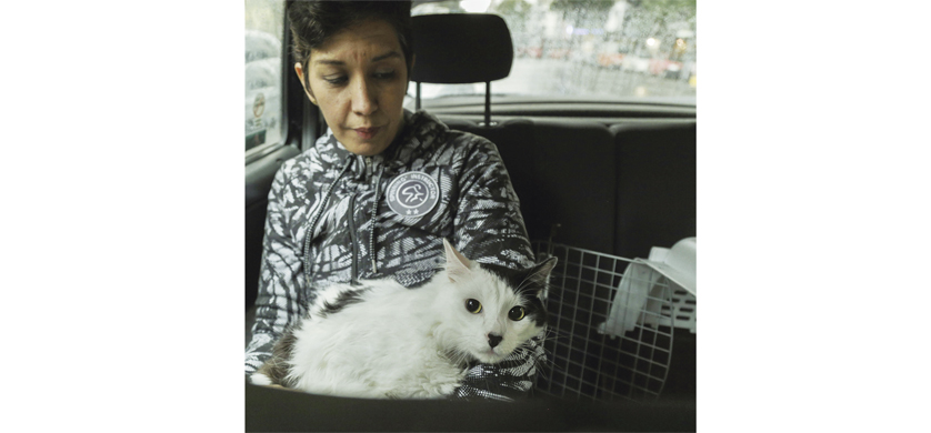 Easy Taxi, una app para viajar con las mascotas