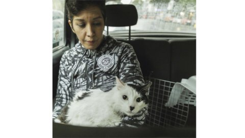 Easy Taxi, una app para viajar con las mascotas
