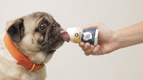 Pet Drink y +Castro crearon el primer snack líquido para perros y gatos