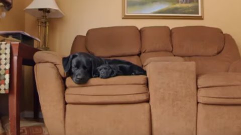 Nat Geo y una propuesta para cuidar a las mascotas de la pirotecnia en las fiestas