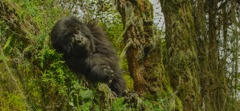 Nat Geo estrena la miniserie, "Dian Fossey: muerte en la niebla"