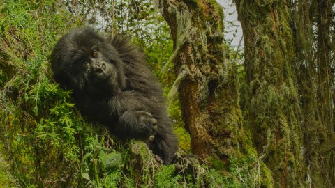Nat Geo estrena la miniserie, "Dian Fossey: muerte en la niebla"