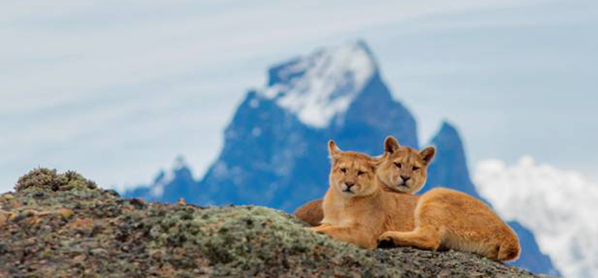 Discovery presenta "Patagonia salvaje"