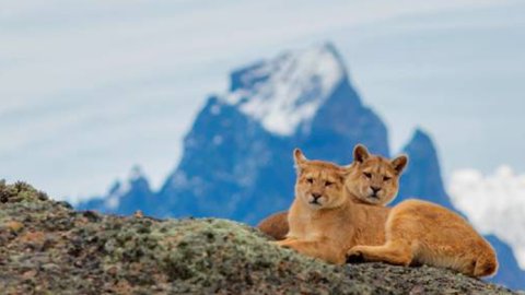 Discovery presenta "Patagonia salvaje"