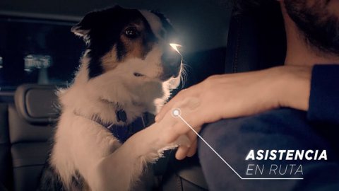 "Full Dog", lo nuevo de Niña para FIAT