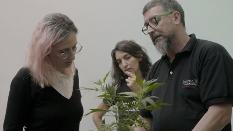 Desde "Explorer Investigation", NatGeo se suma al debate con "Marihuana Medicinal"