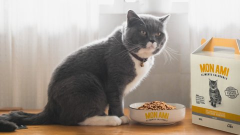 “Mon Ami Gatos”, el nuevo spot digital de alimentos para mascotas saludables