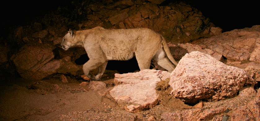 National Geographic presenta la nueva serie "Héroes de la conservación"
