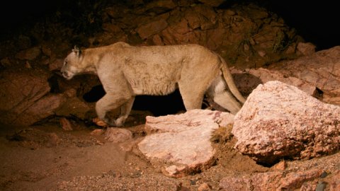 National Geographic presenta la nueva serie "Héroes de la conservación"
