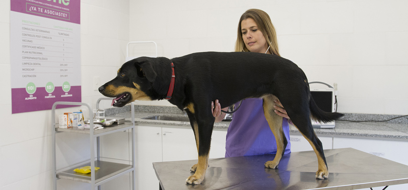 Puppis One lanza la primera cobertura prepaga de servicios veterinarios