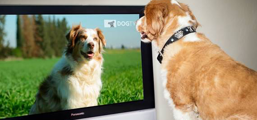 Animal Planet trae una programación especial para mascotas por las fiestas