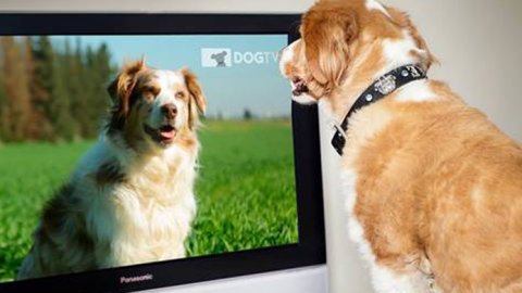 Animal Planet trae una programación especial para mascotas por las fiestas