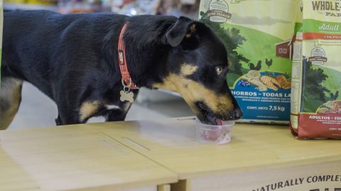 Nueva acción de Puppis para mascotas en verano