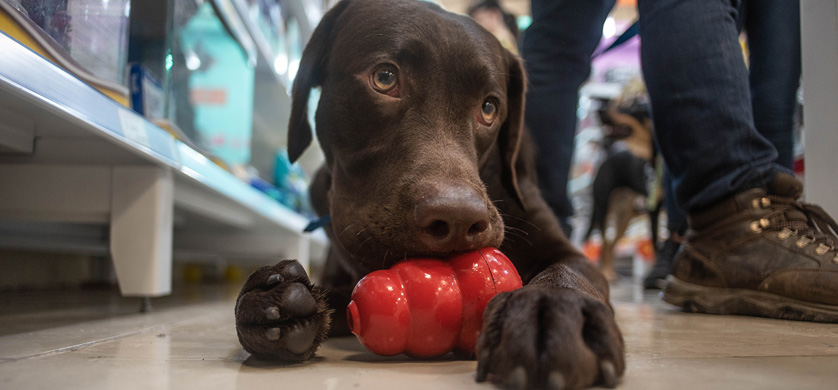 Campaña "refrescante" para mascotas: regalan helados para perros