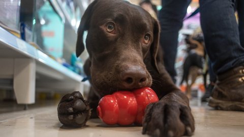 Campaña "refrescante" para mascotas: regalan helados para perros