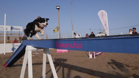 El primer ATP “dog friendly” de América está en Córdoba