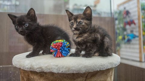 Se duplicó la demanda de productos para mascotas durante los primeros días del Hot Sale