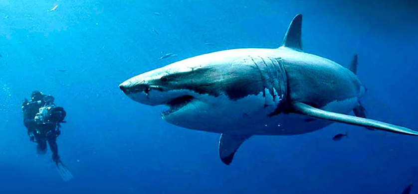 Tiburones, terror y aventura en el fin de semana de Space