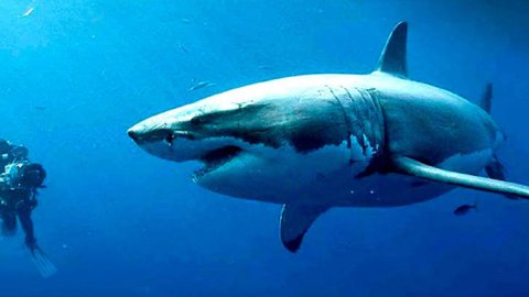 Tiburones, terror y aventura en el fin de semana de Space