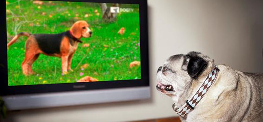 DOGTV regresa a Animal Planet para acompañar a los perros en casa