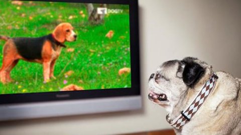 DOGTV regresa a Animal Planet para acompañar a los perros en casa