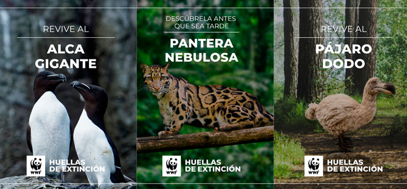 “Huellas de Extinción”, la nueva campaña de Inbrax para la WWF Chile