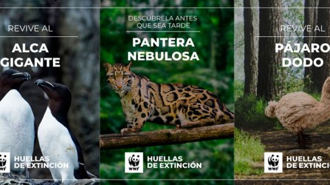 “Huellas de Extinción”, la nueva campaña de Inbrax para la WWF Chile