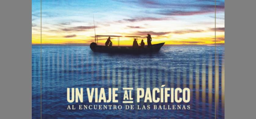 Cerveza Pacífico estrena “Un viaje al Pacífico: al encuentro con las ballenas”