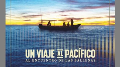 Cerveza Pacífico estrena “Un viaje al Pacífico: al encuentro con las ballenas”
