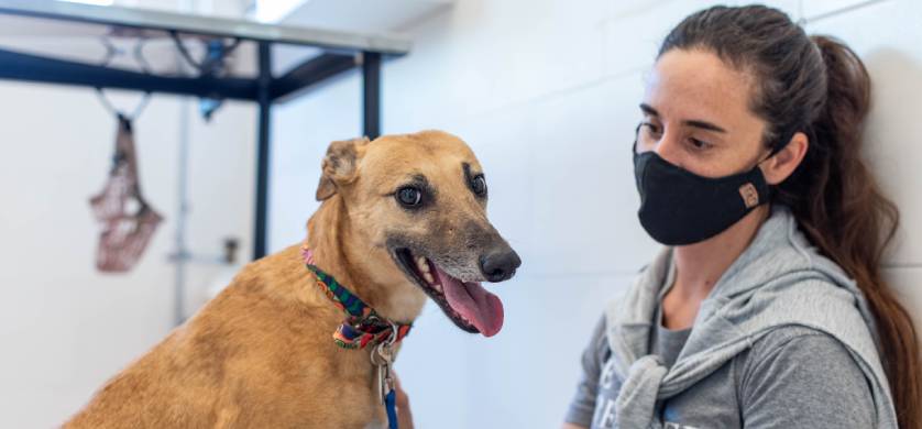 Puppis presentó una plataforma para encontrar familia a las mascotas rescatadas
