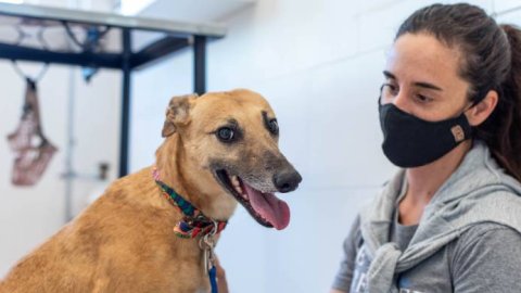Puppis presentó una plataforma para encontrar familia a las mascotas rescatadas