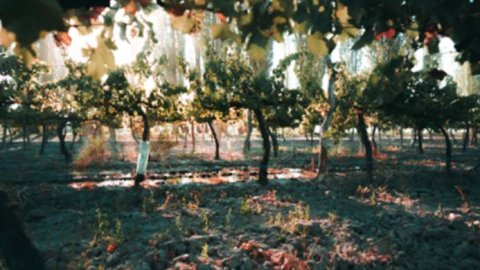 Nueva Comunicación suma a Bodega Araujo entre sus clientes